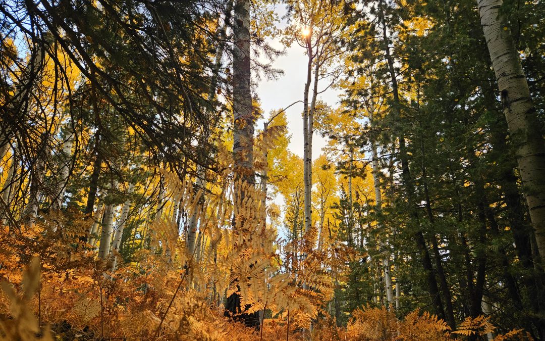 aspens